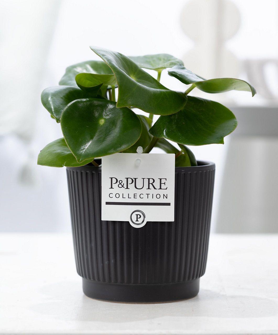 Peperomia Raindrop en P&PURE Liv Céramiques Noir Mat - Ø12cm - ↕25cm