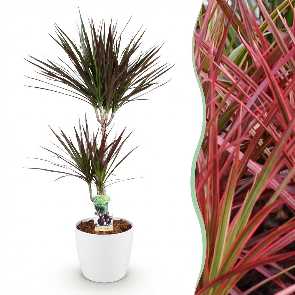 Dracaena Magenta - Drakenbloedboom - Weinig onderhoud - Groen - 1 Plant - met Potter Wit - Pot 21cm - Hoogte 90-100cm