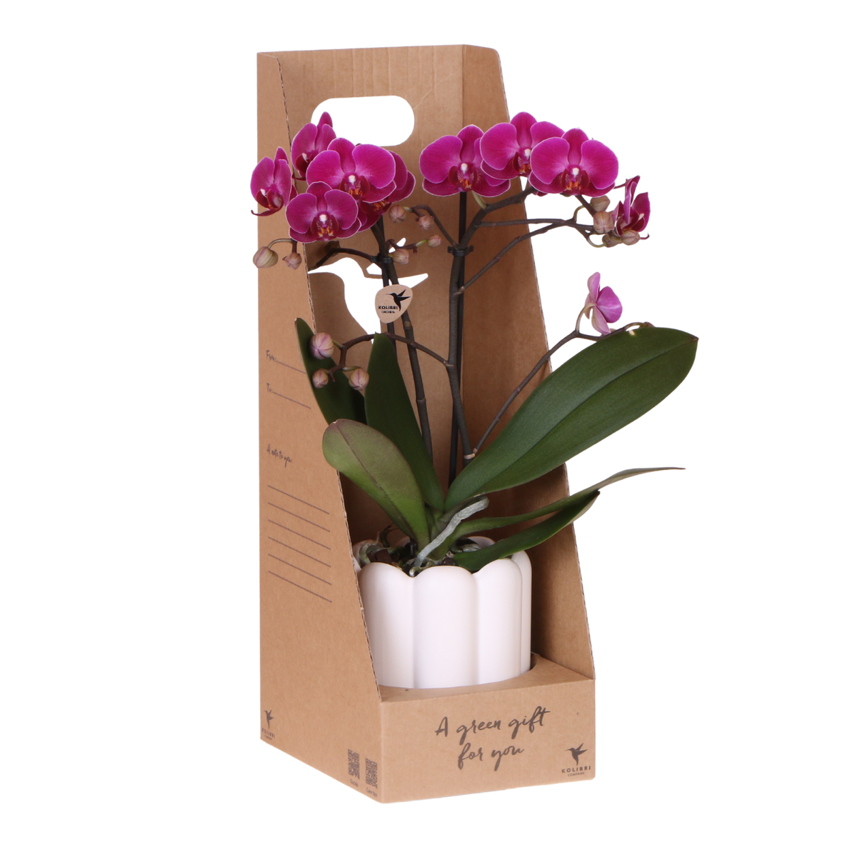 Kolibri Orchids | Paarse Phalaenopsis Orchidee - Mineral Morelia in Retro Sierpot Wit met Giftbox - Ø9 cm