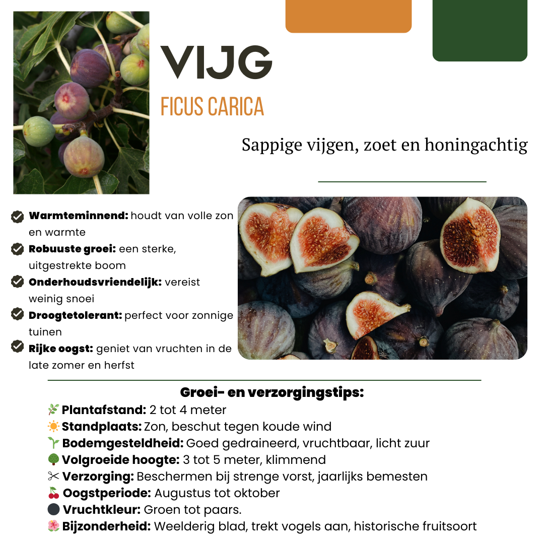 3 x Biologische Vijgenbomen - ↕20 cm - Ø 13 cm