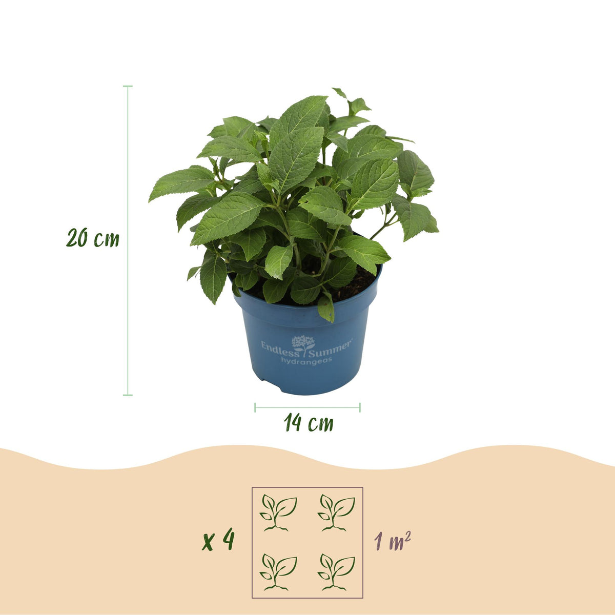 Green boutiQ - Tuinplant - Hydrangea Endles Summer The Bride - Hortensia - Winterhard - Wit - 8 Planten - Pot 14cm -Hoogte 20-25cm