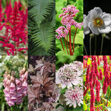 Borderpakket - Schaduw - 8 Vaste planten - 1 m2 - Diversen kleuren - Weinig Onderhoud - Pot 11cm