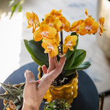 Kolibri Orchids | oranje gouden Phalaenopsis orchidee potmaat Ø12cm | Jewel Las Vegas | bloeiende kamerplant - vers van de kweker