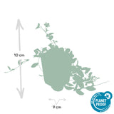 24x Vinca minor 'La Grave' - ↕10-25cm - Ø9cm