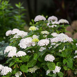 Green boutiQ - Tuinplant - Hydrangea Endles Summer The Bride - Hortensia - Winterhard - Wit - 8 Planten - Pot 14cm -Hoogte 20-25cm