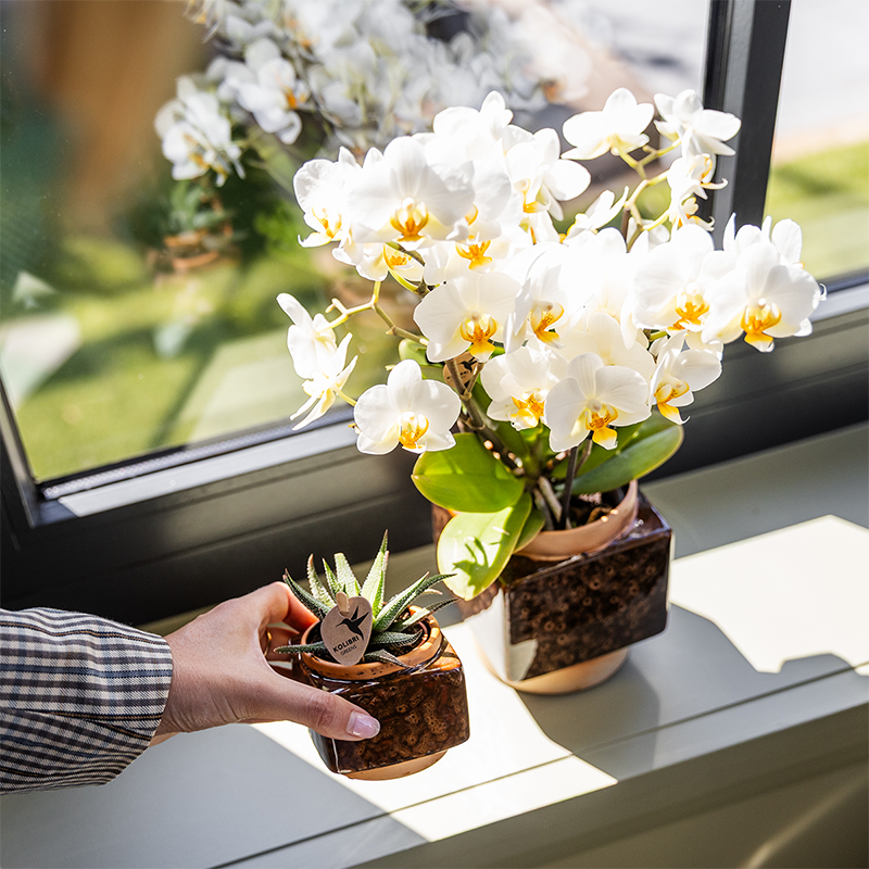 Kolibri Home | Classy Cube sierpot - Ø6cm