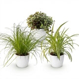 Cyperus - Calissia - Chlorophytum - Mix van 3 - Huisdiervriendelijke Planten - Groen - 3 Planten - met Potter Wit - Pot 12cm - Hoogte 20cm