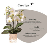 Kolibri Orchids | Witte Phalaenopsis Orchidee - Blossom Lausanne in Allure Shiny Sierpot Goud met Giftbox - Ø9 cm