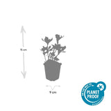 24x Pachysandra term. 'Variegata' - ↕10-25cm - Ø9cm