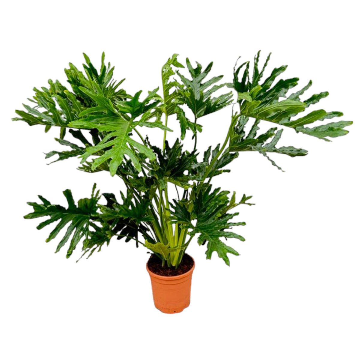 Philodendron Selloum - 100 cm - Ø27