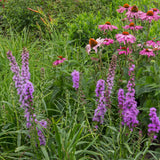 Borderpakket - Bijen en Vlinderlokkend - 8 Vaste planten - 1 m2 - Diversen kleuren - Weinig Onderhoud - Pot 11cm