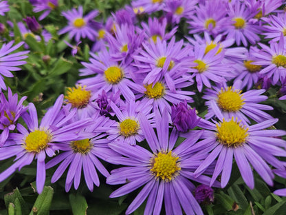 48x Aster (D) 'Prof. Anton Kippenberg'  - ↕10-25cm - Ø9cm