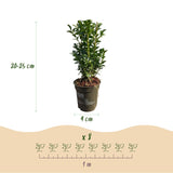 Green boutiQ - Haagplanten - Buxus sempervirens -  blad groen - 8 planten - 1 strekkende meter - groenblijvend - pot 9cm hoogte 20-25cm