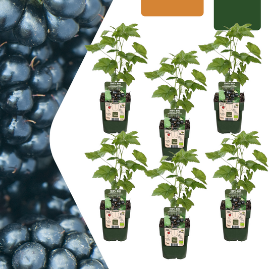 6 x Biologische bramenplanten - ↕20 cm - Ø 13 cm