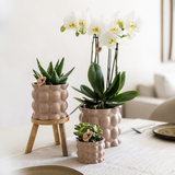 Kolibri Orchids | Plantenset Cotton zand | Groene planten met witte Phalaenopsis orchidee Ghent in keramieken sierpotten