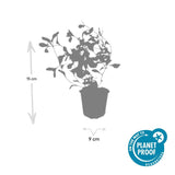 48x Ceratostigma plumbaginoides - ↕10-25cm - Ø9cm