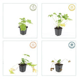 20x Geranium macr. 'Spessart' - ↕10-25cm - Ø9cm