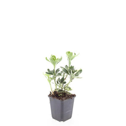 24x Pachysandra term. 'Variegata' - ↕10-25cm - Ø9cm