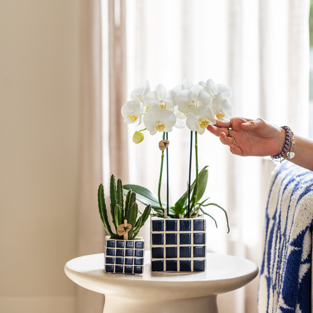 Kolibri Orchids | witte Phalaenopsis orchidee potmaat Ø9cm | Amabilis | bloeiende kamerplant - vers van de kweker