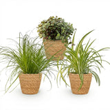 Cyperus - Calissia - Chlorophytum - Mix van 3 - Huisdiervriendelijke Planten - Groen - 3 Planten - met Mand - Pot 12cm - Hoogte 20cm