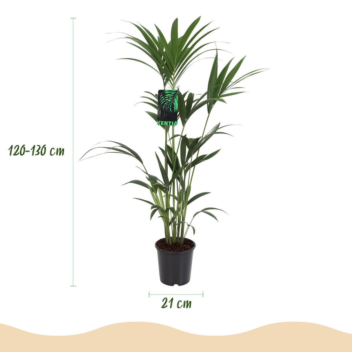 Howea Forsteriana - Kentia Palm - Weinig Onderhoud - Groen - 1 Plant - met Potter Wit - Pot 21cm - Hoogte 120-130cm