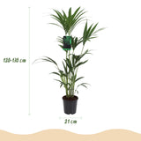 Howea Forsteriana - Kentia Palm - Weinig Onderhoud - Groen - 1 Plant - met Potter Wit - Pot 21cm - Hoogte 120-130cm