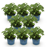 Green boutiQ - Tuinplant - Hydrangea Endles Summer The Bride - Hortensia - Winterhard - Wit - 8 Planten - Pot 14cm -Hoogte 20-25cm