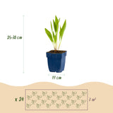 Borderpakket - Bijen en Vlinderlokkend - 24 Vaste planten - 3 m2 - Diversen kleuren - Weinig Onderhoud - Pot 11cm