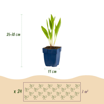Green boutiQ - Borderpakket - Bijen en Vlinderlokkend - 24 Vaste planten - 3 m2 - Diversen kleuren - Weinig Onderhoud - Pot 11cm