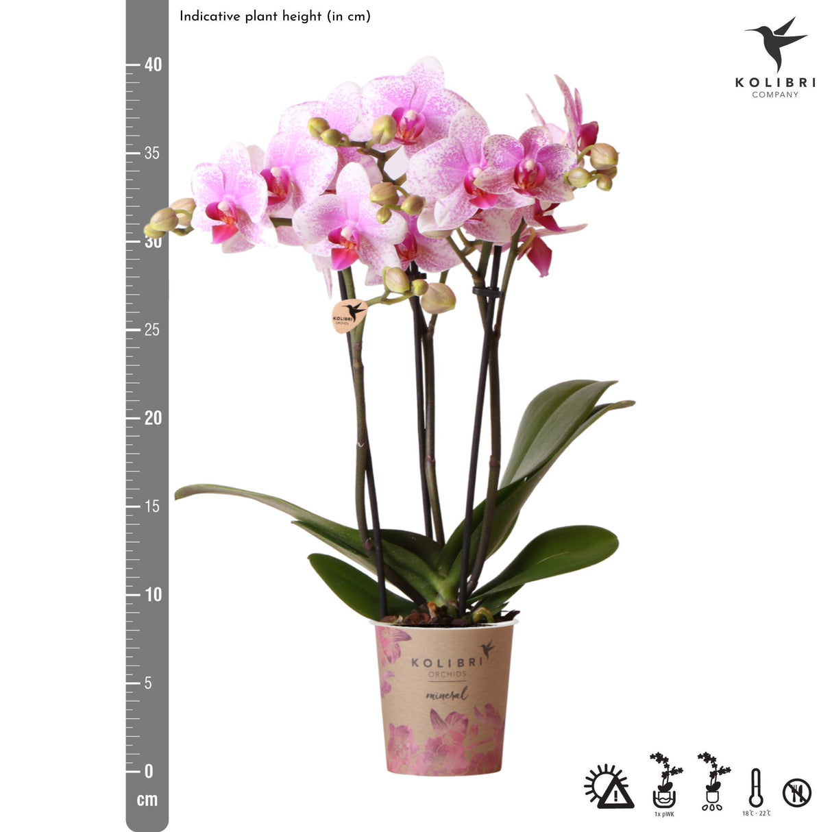 Kolibri Orchids | roze Phalaenopsis orchidee potmaat Ø9cm | Rotterdam | bloeiende kamerplant - vers van de kweker