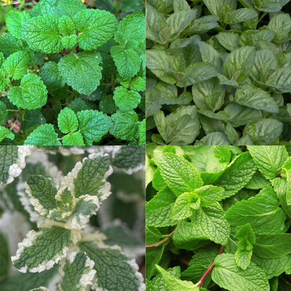 Green boutiQ - Borderpakket - Thee kruiden - 8 Vaste planten - 1 m2 - Diversen kleuren - Weinig Onderhoud - Pot 11cm