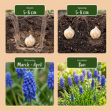 100x Muscari Armeniacum - Armeense druifhyacint - Blauw - Verwilderingsbol - Bolmaat 8/9