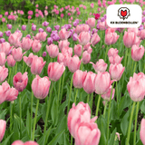 Bulbes de tulipes Apricot Delight – 20 pièces | KH Bloembollen® | Tulipe rose abricot – Douce & fraîche – Cadeau pour jardin ou pot – Taille 11/12 – Frais du producteur !
