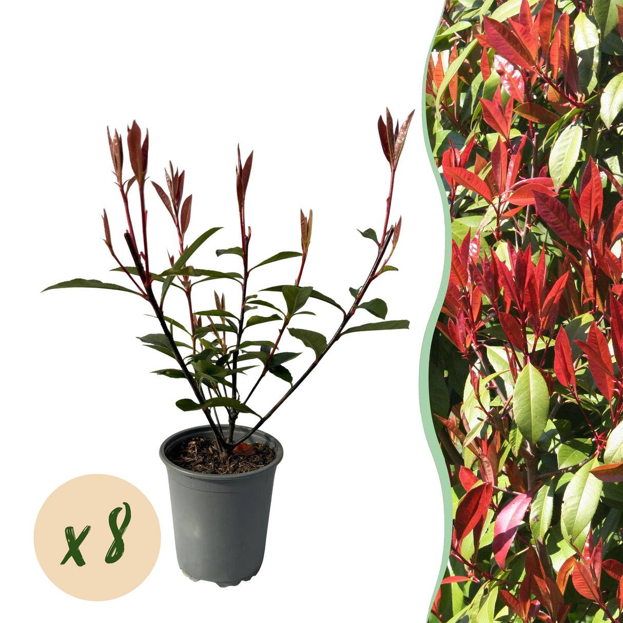 Green boutiQ - Haagplanten - Photnia fraseri Carre Rouge - blad rood groen - 8 planten - 1 strekkende meter - groenblijvend - pot 9cm hoogte 30-35cm