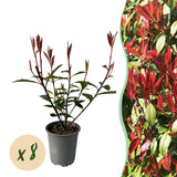 Green boutiQ - Haagplanten - Photnia fraseri Carre Rouge - blad rood groen - 8 planten - 1 strekkende meter - groenblijvend - pot 9cm hoogte 30-35cm