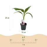 Green boutiQ - Obstpflanze - Bananenpflanze - Musa sikkemensis Red Tiger - Winterhart - 6 Pflanzen - Topf 12cm Höhe 30cm