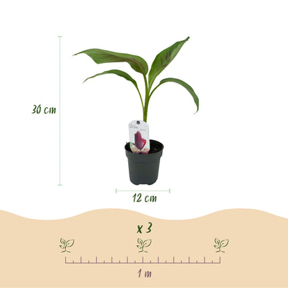 Green boutiQ - Fruitplant - Bananen plant - Musa sikkemensis Red Tiger - Winterhard - 6 planten - Pot 12cm Hoogte 30cm