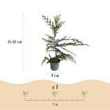 Green boutiQ - Haagplanten - Cupressocyparis leylandii - blad groen - 8 planten - 1 strekkende meter - groenblijvend - pot 9cm hoogte 35-40cm