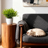 Bamusa Pogonatherum Monica - Bamboegras - Huisdiervriendelijke Plant - Groen - 1 Plant - met Potter Wit - Pot 12cm - Hoogte 20cm