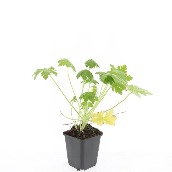48x Geranium macr. 'Spessart' - ↕10-25cm - Ø9cm