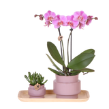 Kolibri Orchids | Gift Set Allure Paars - Roze-Paarse Phalaenopsis Orchidee Mineral Frederikstad & Succulent