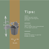 12x Brunnera macrophylla - ↕10-25cm - Ø9cm