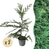 Green boutiQ - Haagplanten - Cupressocyparis leylandii - blad groen - 8 planten - 1 strekkende meter - groenblijvend - pot 9cm hoogte 35-40cm