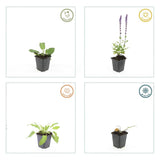 48x Salvia nem. 'Mainacht' - ↕10-25cm - Ø9cm