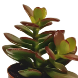 Vetplanten mix 5.5 cm - 10x - zonder pot