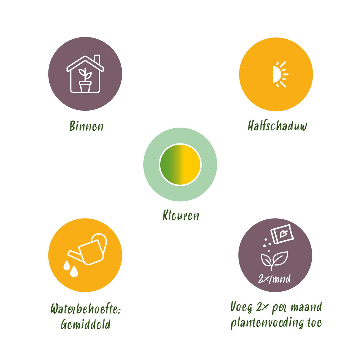 Schefflera Gold Capelle - Vingerboom - Weinig onderhoud - Groen - goud - 1 Plant - met Potter Wit - Pot 21cm - Hoogte 70-80cm