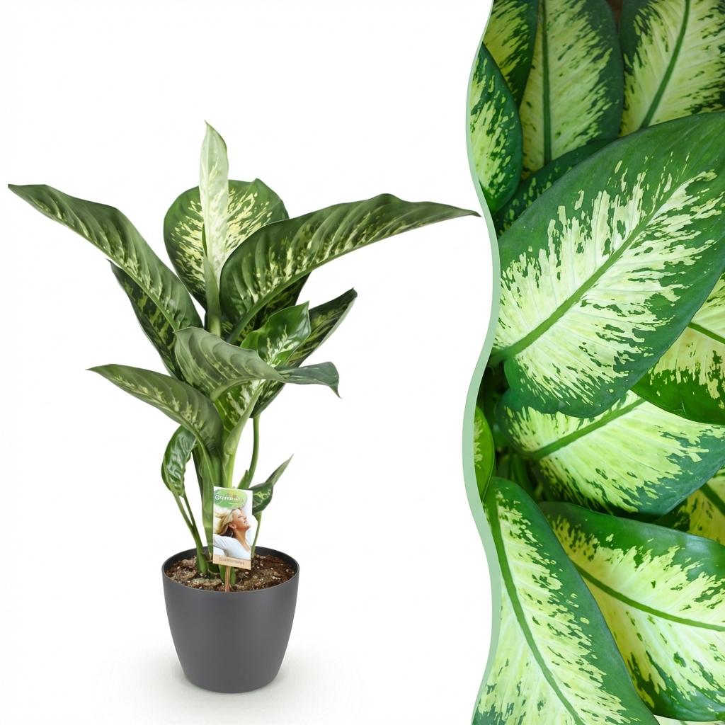 Diefenbachia Tropic Snow - Dieffenbachia - Weinig onderhoud - Groen - 1 Plant - met Potter Grijs - Pot 21cm - Hoogte 90-100cm