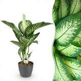 Diefenbachia Tropic Snow - Dieffenbachia - Weinig onderhoud - Groen - 1 Plant - met Potter Grijs - Pot 21cm - Hoogte 90-100cm