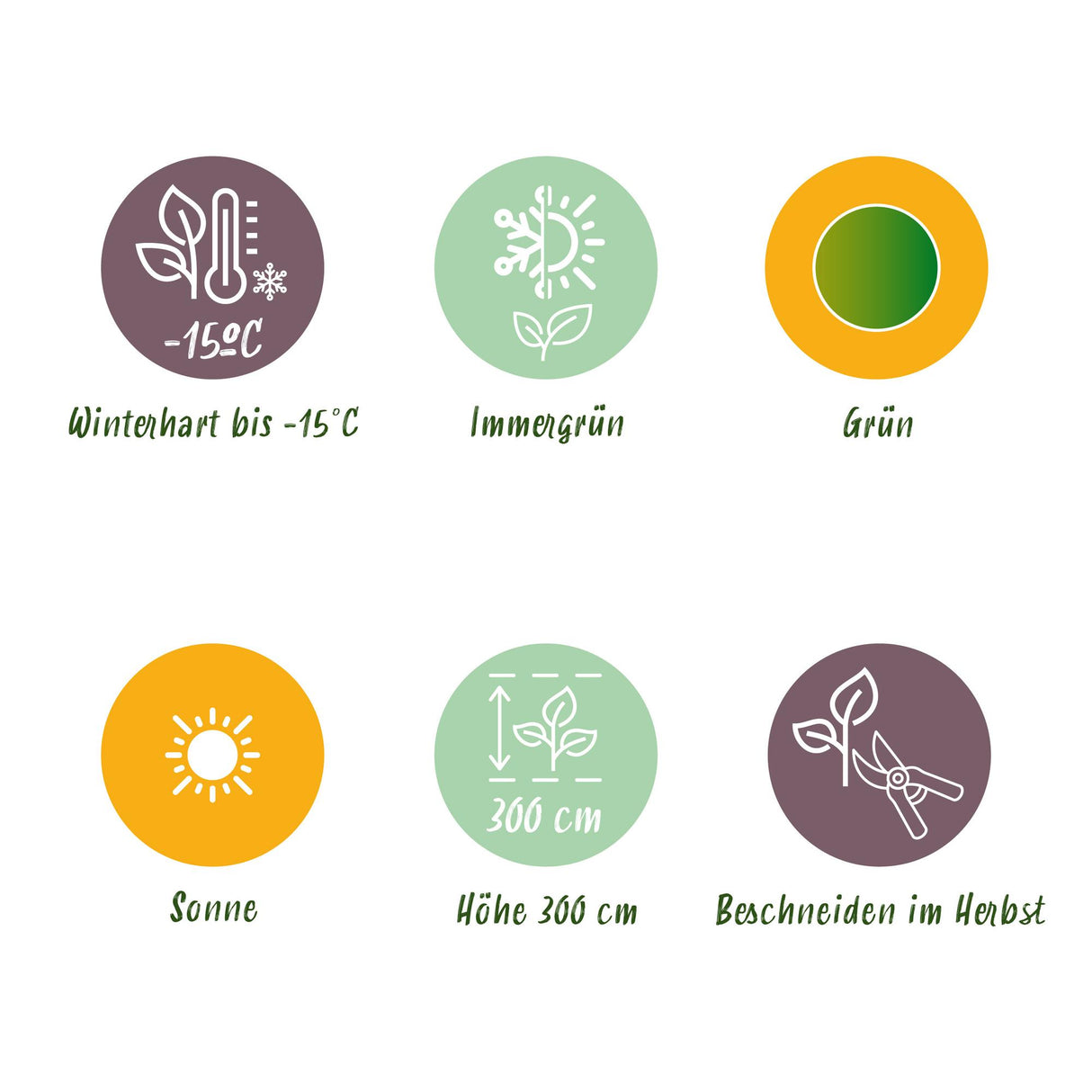 Green boutiQ - Fruitplant - Bananen plant - Musa Basjoo - Winterhard - 2 planten - Pot 17cm Hoogte 40cm