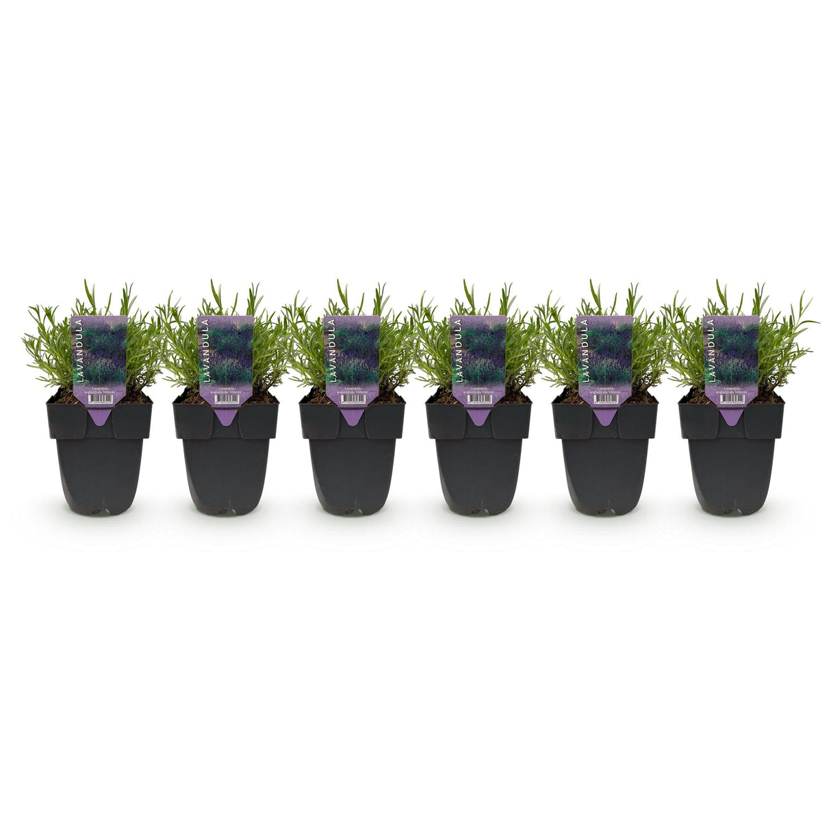 Green boutiQ - Haagplanten - Lavandula angustifolia Hidcote -  blad grijs - 6 planten - 1 strekkende meter - groenblijvend - pot 17cm hoogte 30cm